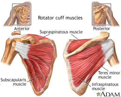 rotator-cuff-anatomy