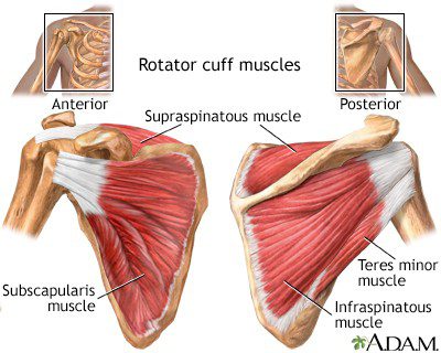 rotator-cuff-anatomy