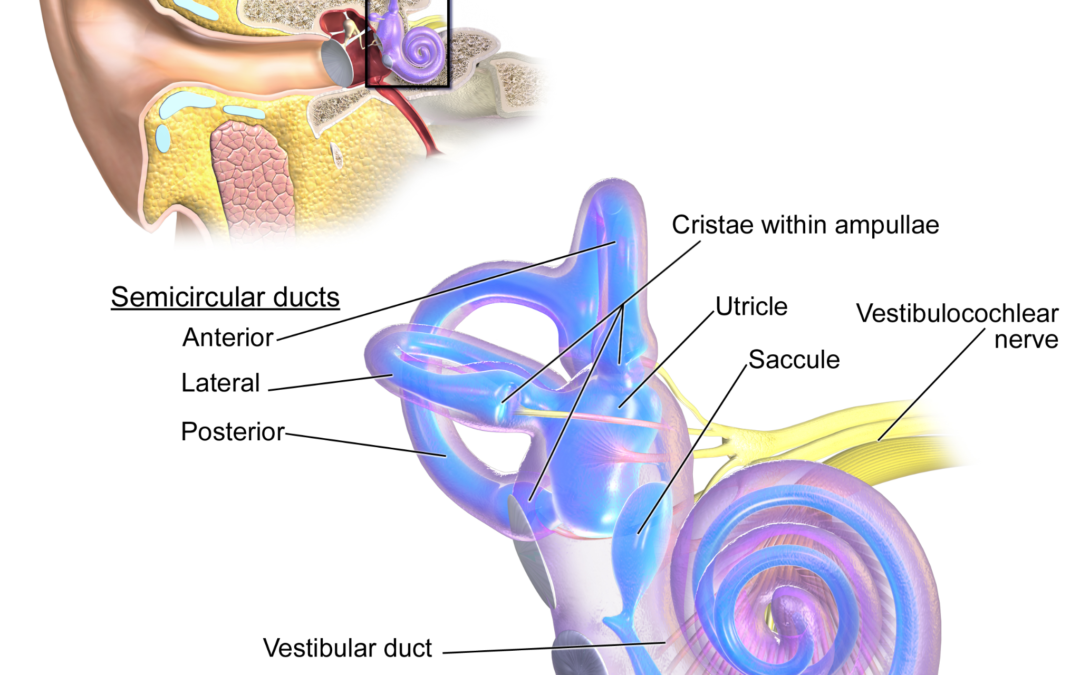 Featured Treatment – Vestibular